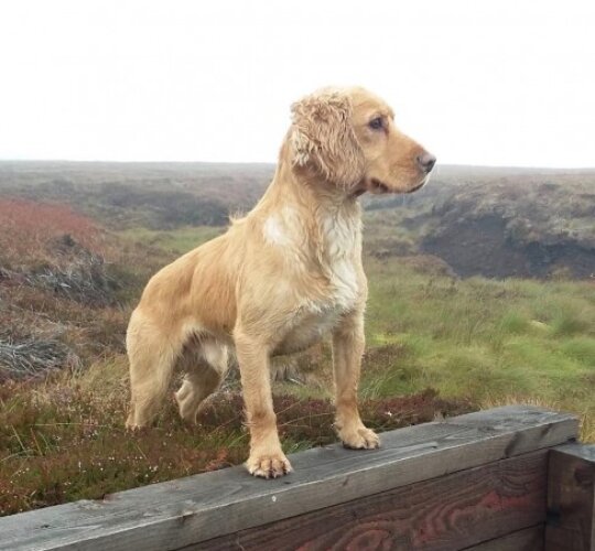 Cocker Spaniel (Working &amp; Show)