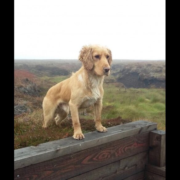 Cocker Spaniel (Working &amp; Show) - Dogs