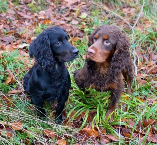 Cocker Spaniel (Working &amp; Show)