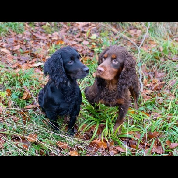 Cocker Spaniel (Working &amp; Show) - Dogs