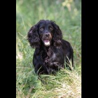 Cocker Spaniel (Working &amp; Show) - Dogs