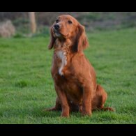 Cocker Spaniel (Working &amp; Show) - Dogs