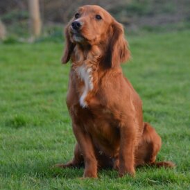 Cocker Spaniel (Working &amp; Show) - Dogs