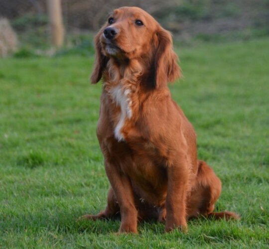 Cocker Spaniel (Working &amp; Show)