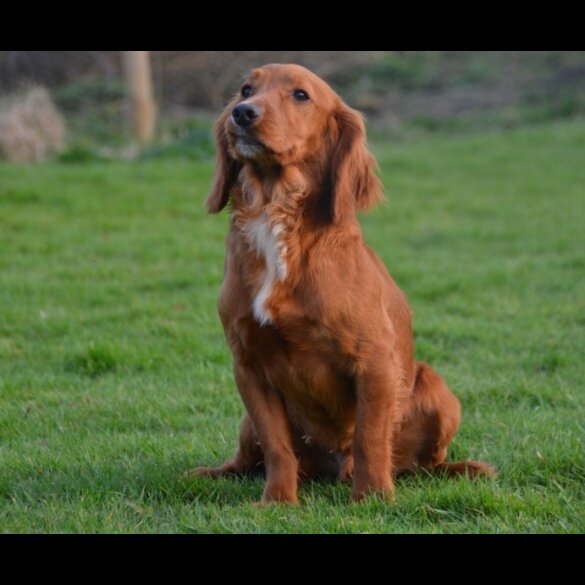 Cocker Spaniel (Working &amp; Show) - Dogs