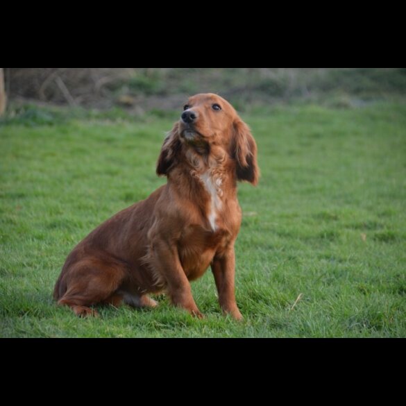 Cocker Spaniel (Working &amp; Show) - Dogs