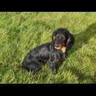 Cocker Spaniel (Working &amp; Show) - Dogs