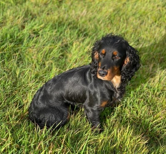 Cocker Spaniel (Working &amp; Show)