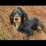 Cocker Spaniel (Working &amp; Show) - Dogs