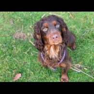 Cocker Spaniel (Working &amp; Show) - Dogs