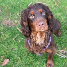 Cocker Spaniel (Working &amp; Show) - Dogs