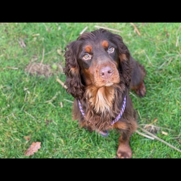 Cocker Spaniel (Working &amp; Show) - Dogs