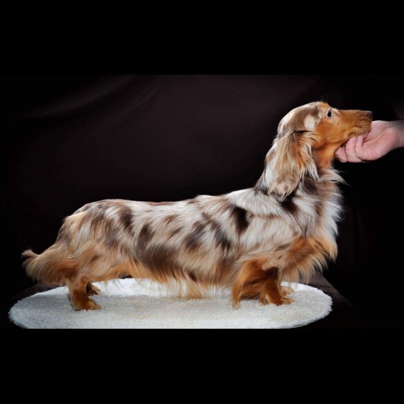 Dachshund (Standard &amp; Miniature) - Dogs