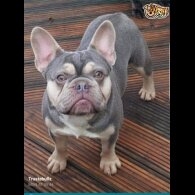 French Bulldog - Dogs