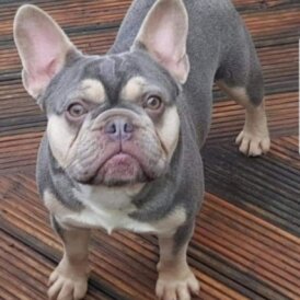 French Bulldog - Dogs