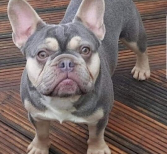 French Bulldog