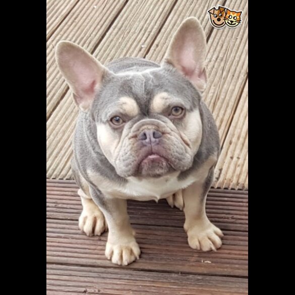 French Bulldog - Dogs