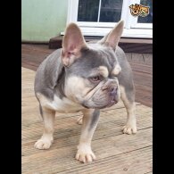 French Bulldog - Dogs