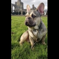 French Bulldog - Dogs