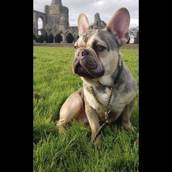 French Bulldog - Dogs