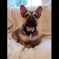 French Bulldog - Dogs