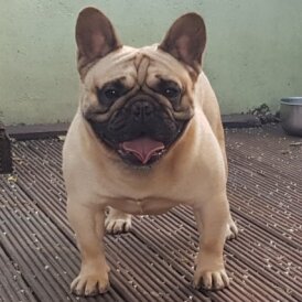 French Bulldog - Dogs