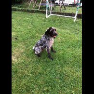 German Pointer - Dogs