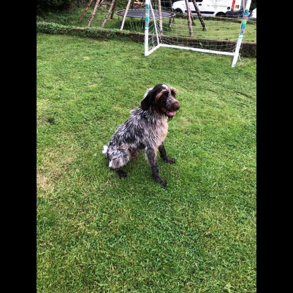 German Pointer - Dogs