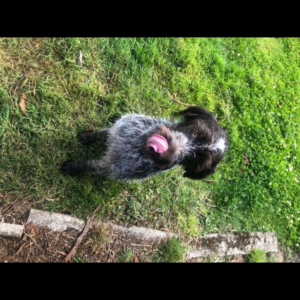 German Pointer - Dogs