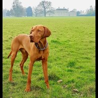 Hungarian Vizsla - Dogs