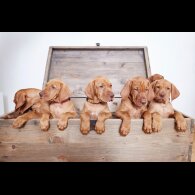 Hungarian Vizsla - Dogs