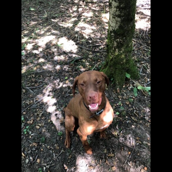 Hungarian Vizsla - Dogs