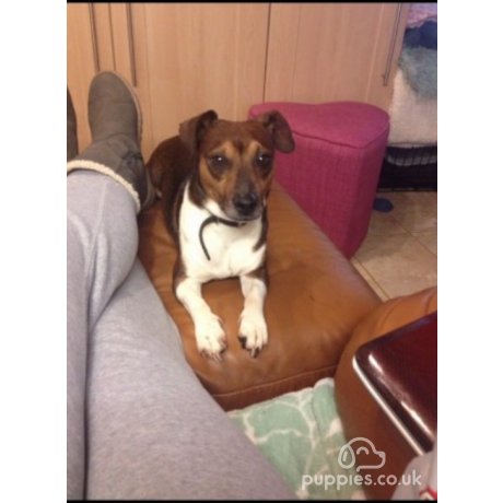 Jack russell stud near sales me