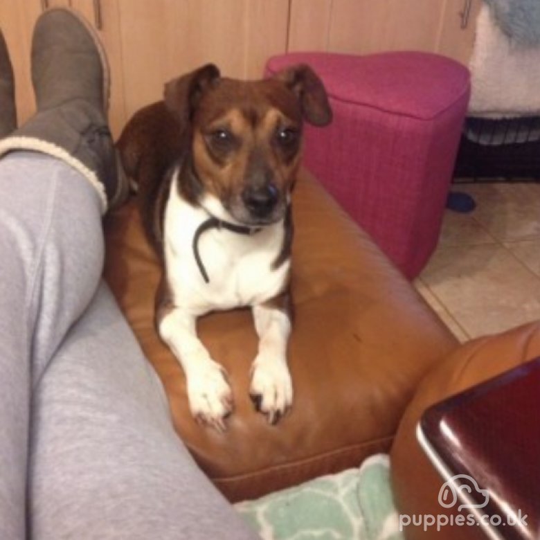 Jack russell stud near sales me