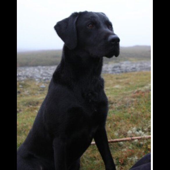 Labrador Retriever - Dogs