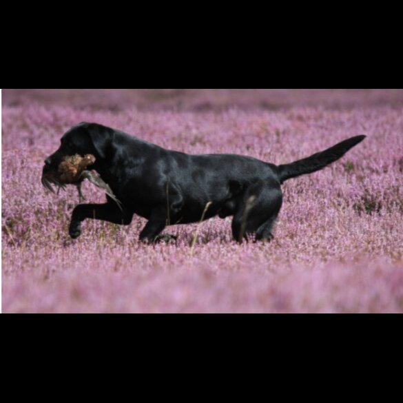 Labrador Retriever - Dogs