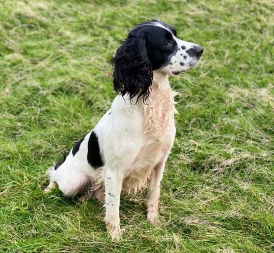 English Springer Spaniel