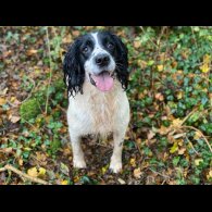 English Springer Spaniel - Dogs