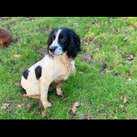 English Springer Spaniel - Dogs