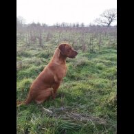 Labrador Retriever - Dogs