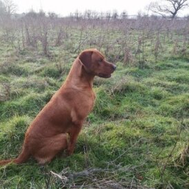 Labrador Retriever - Dogs