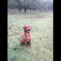 Labrador Retriever - Dogs