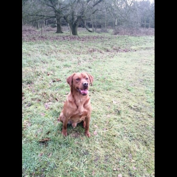 Labrador Retriever - Dogs