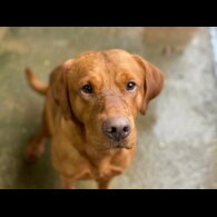 Labrador Retriever - Dogs