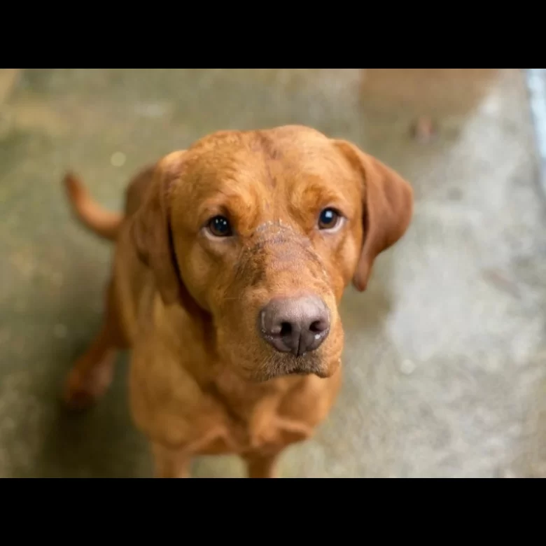 Labrador Retriever Stud Alveston Gloucestershire Our Handsome Fox Red Stud Bracken