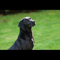 Labrador Retriever - Dogs