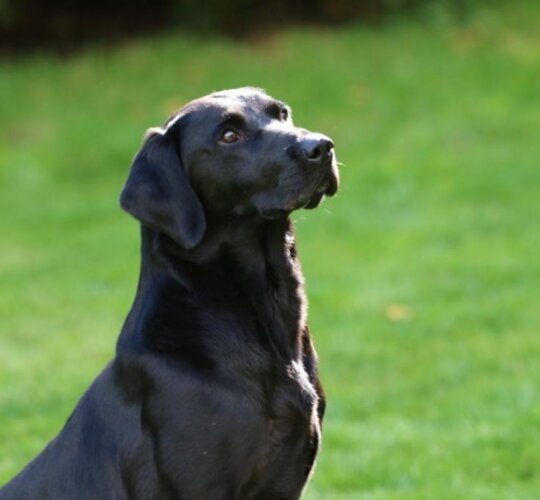 Labrador Retriever