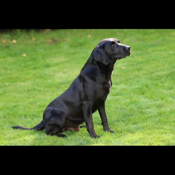 Labrador Retriever - Dogs