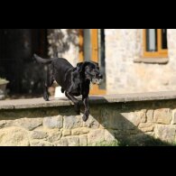 Labrador Retriever - Dogs