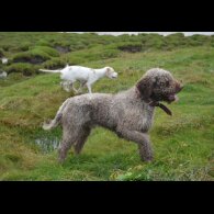 Mixed Breed - Dogs